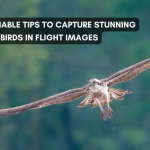 bird in flight photography