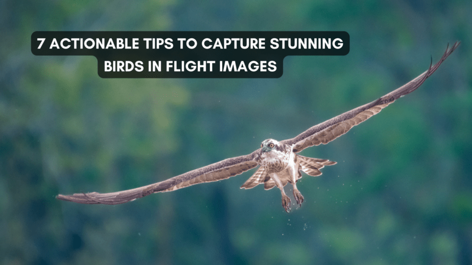 bird in flight photography