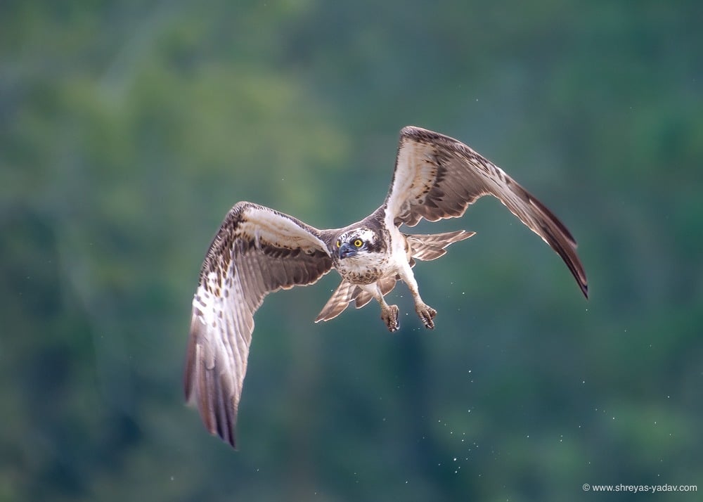 birds in flight