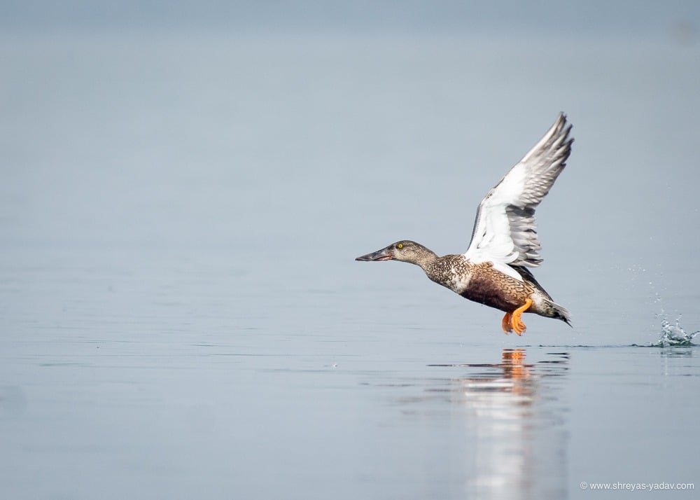 bird in flight photography