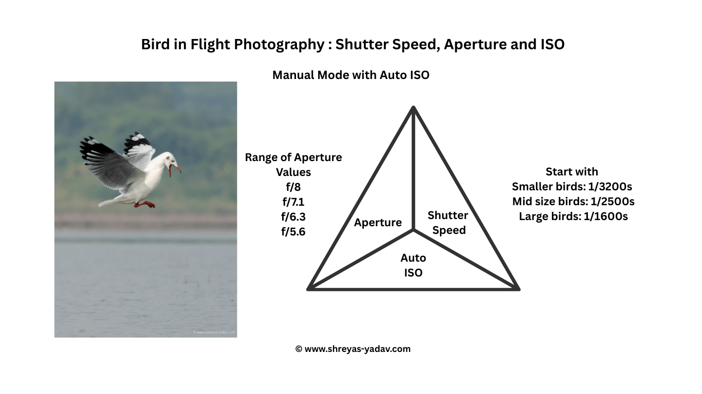 Shutter Speed, Aperture, and ISO