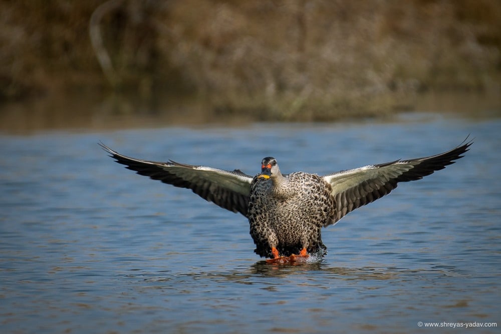 wild duck