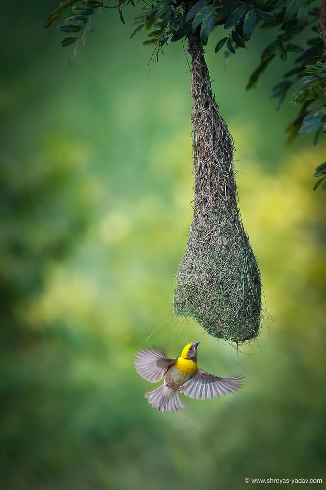 bird in flight photography