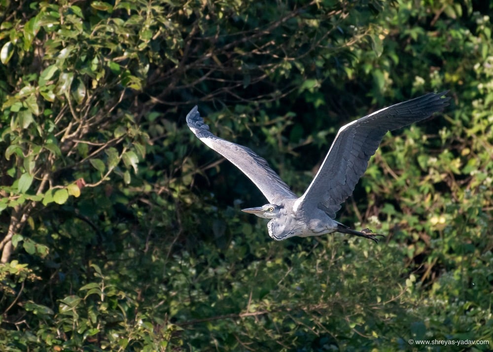 bird in flight photography