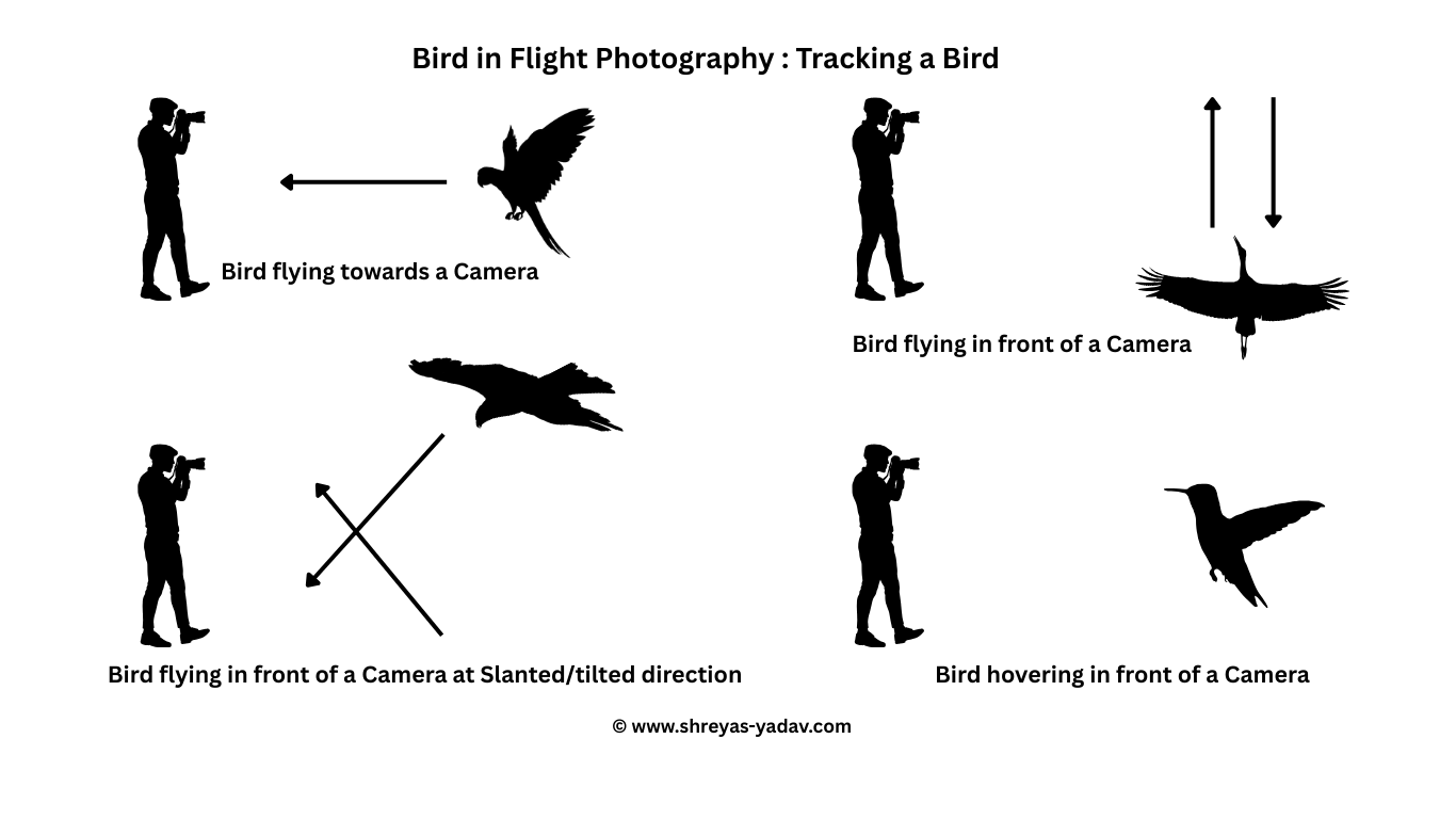 bird in flight photography