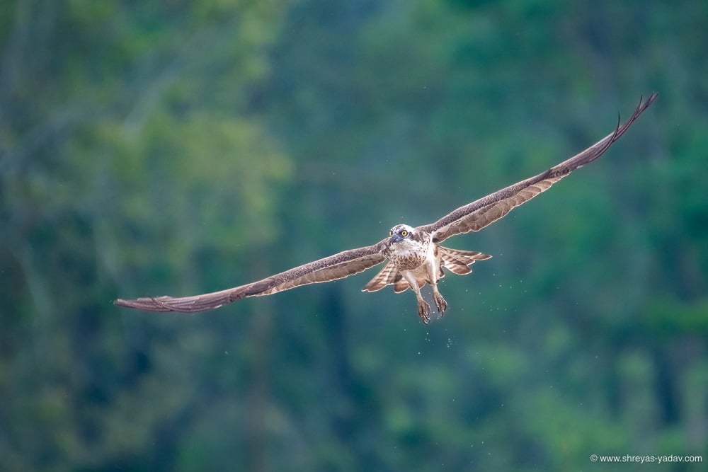 bird in flight photography