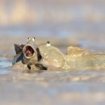 comedy wildlife 2025 best so far