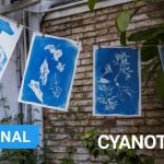 How to Make Cyanotypes: A Step-by-Step Guide to Sun-Printed Magic