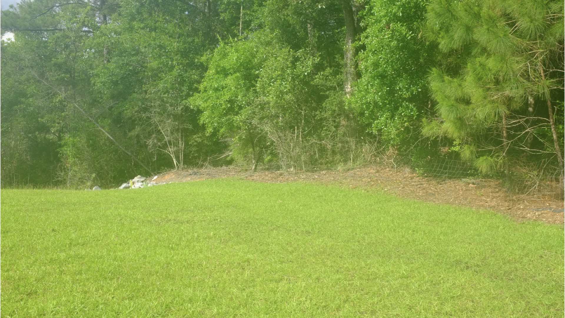 Grass and trees