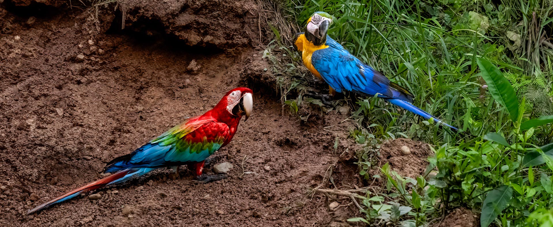New Photography Book Both Captures the Stunning Birdlife of the Tropical Andes and Highlights Conservation