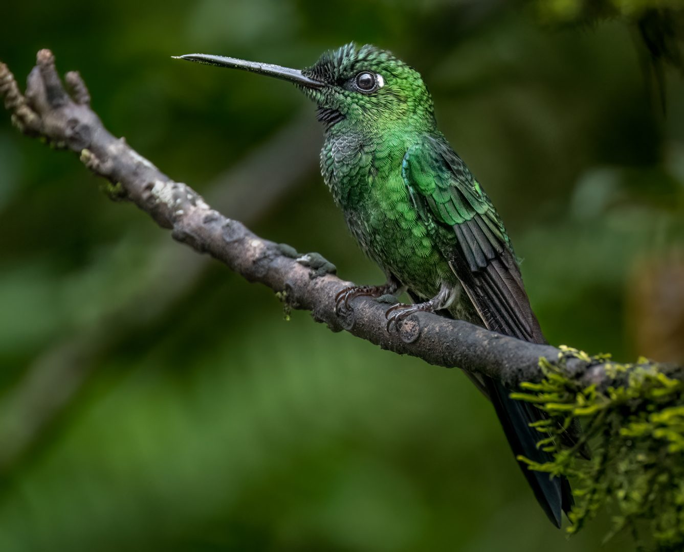 New Photography Book Both Captures the Stunning Birdlife of the Tropical Andes and Highlights Conservation