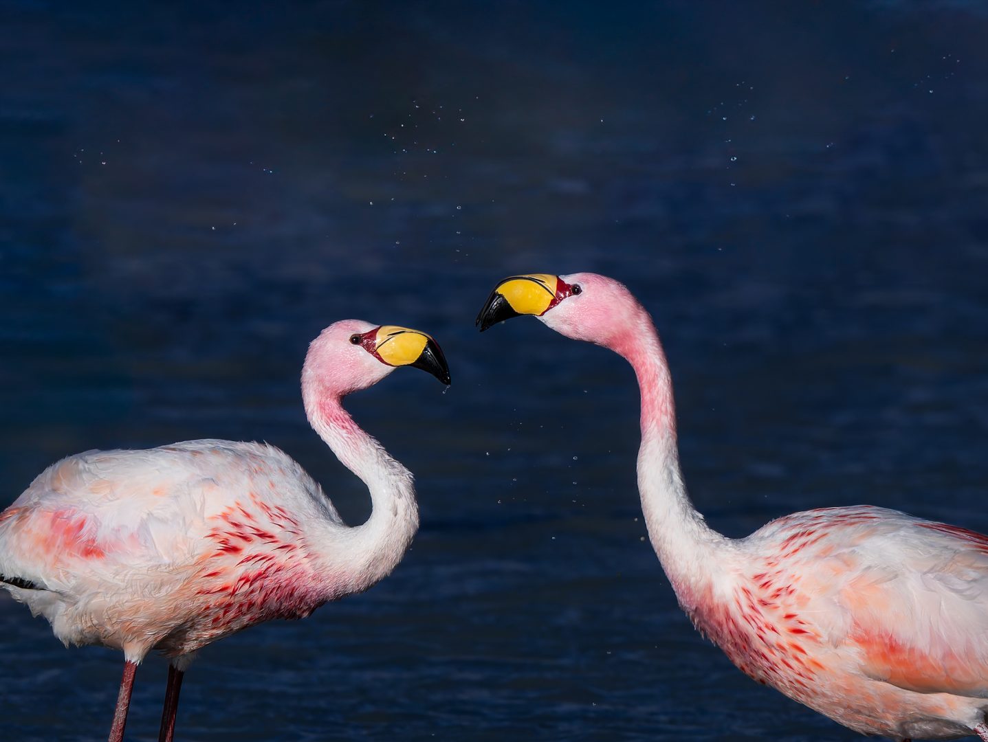 New Photography Book Both Captures the Stunning Birdlife of the Tropical Andes and Highlights Conservation