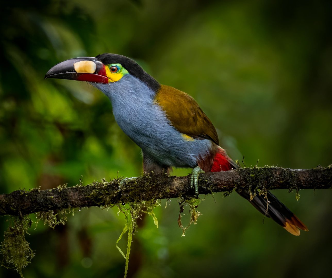 New Photography Book Both Captures the Stunning Birdlife of the Tropical Andes and Highlights Conservation