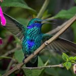 New Photography Book Both Captures the Stunning Birdlife of the Tropical Andes and Highlights Conservation