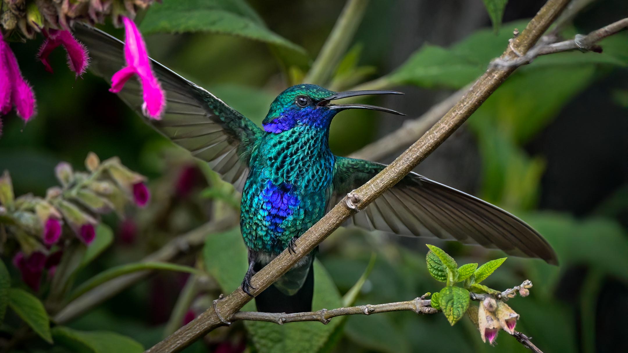 New Photography Book Both Captures the Stunning Birdlife of the Tropical Andes and Highlights Conservation