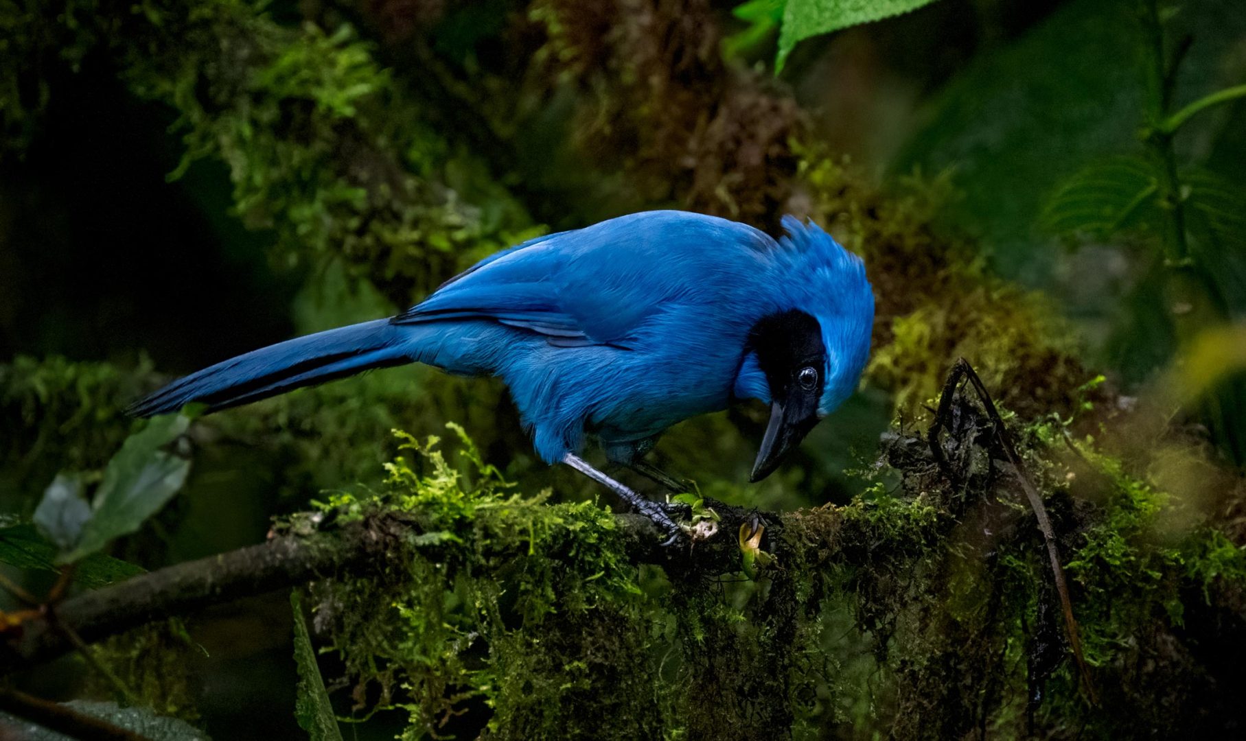 New Photography Book Both Captures the Stunning Birdlife of the Tropical Andes and Highlights Conservation