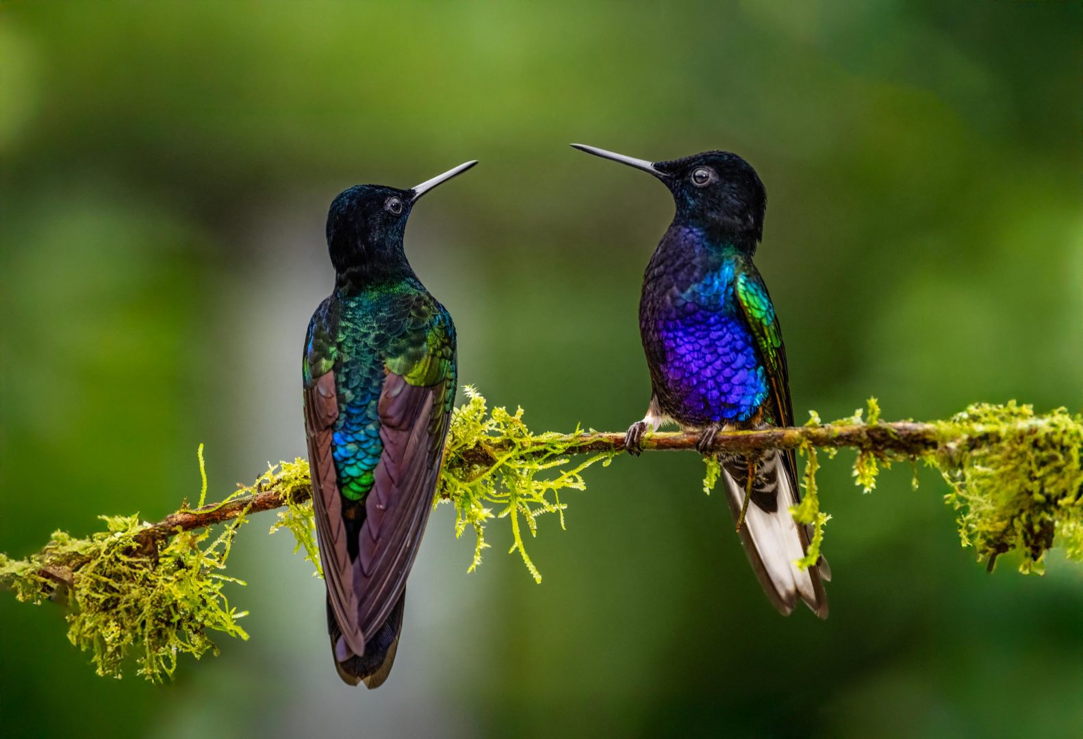 New Photography Book Both Captures the Stunning Birdlife of the Tropical Andes and Highlights Conservation