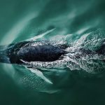 First-Ever International Aerial Photographer of the Year competition Announces its winners