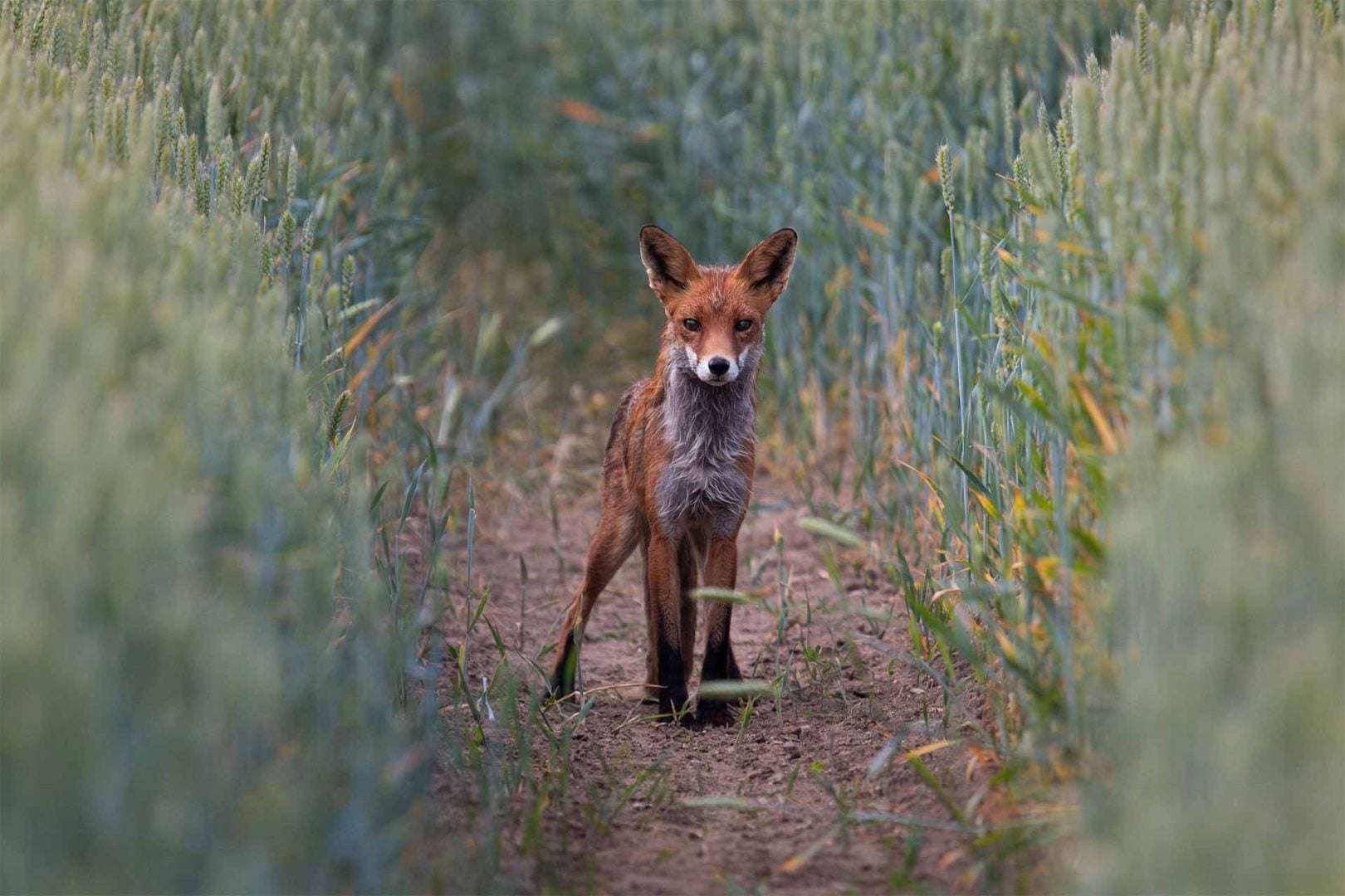 denat lahi wildlife photography