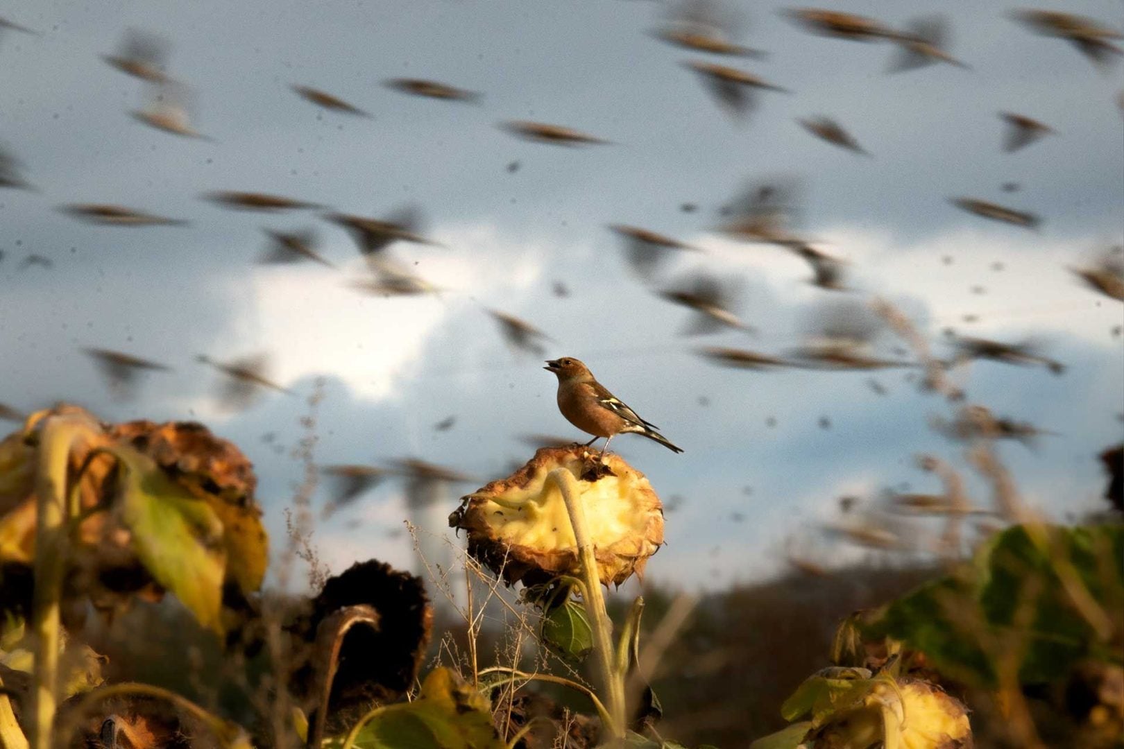 denat lahi wildlife photography