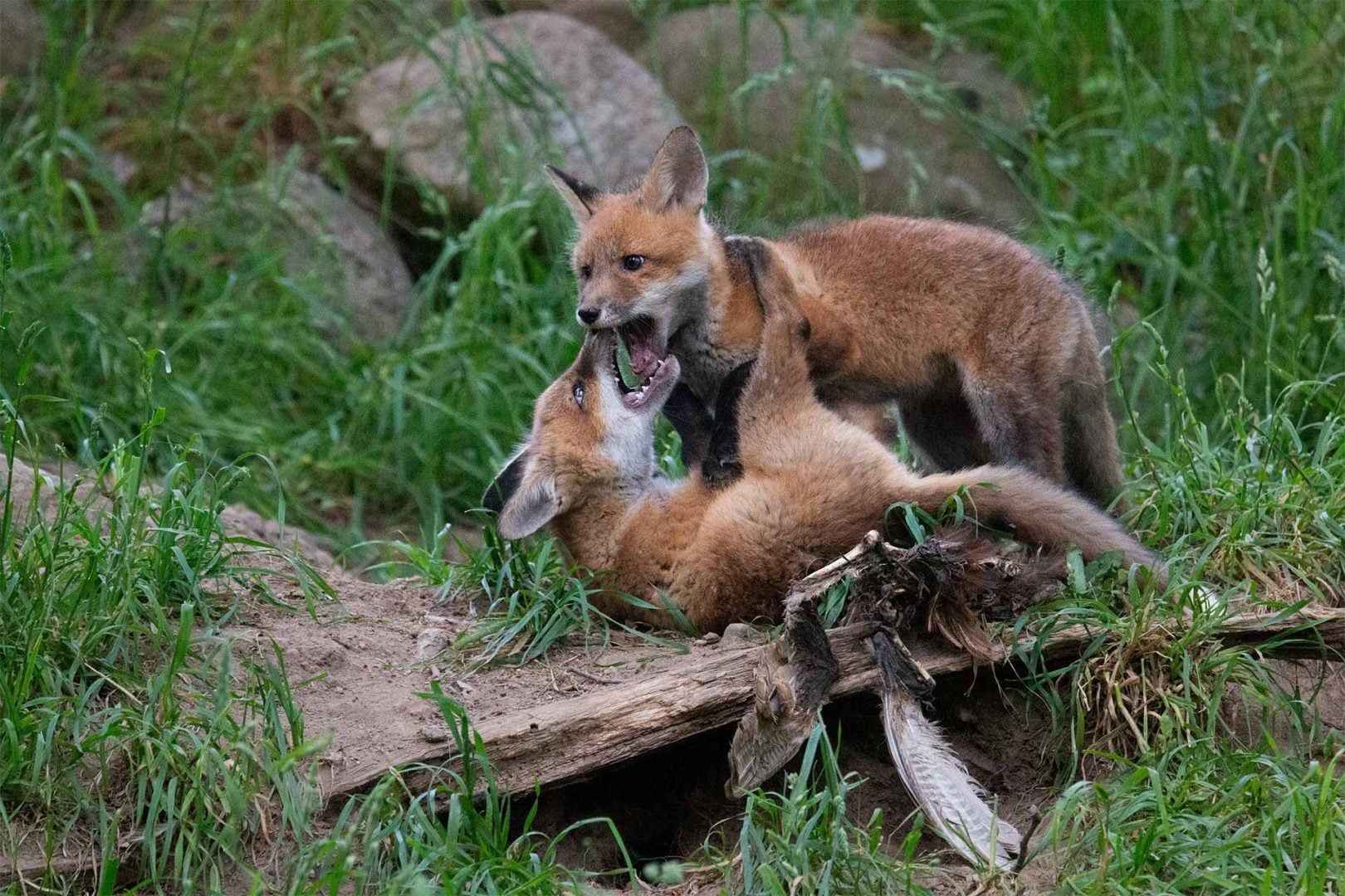 denat lahi wildlife photography
