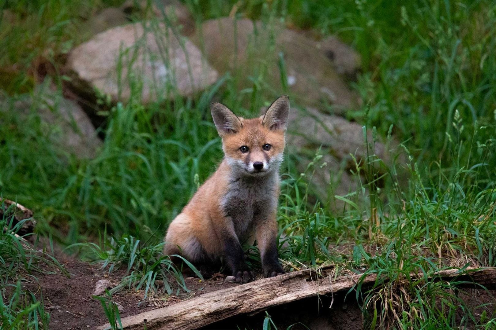 denat lahi wildlife photography