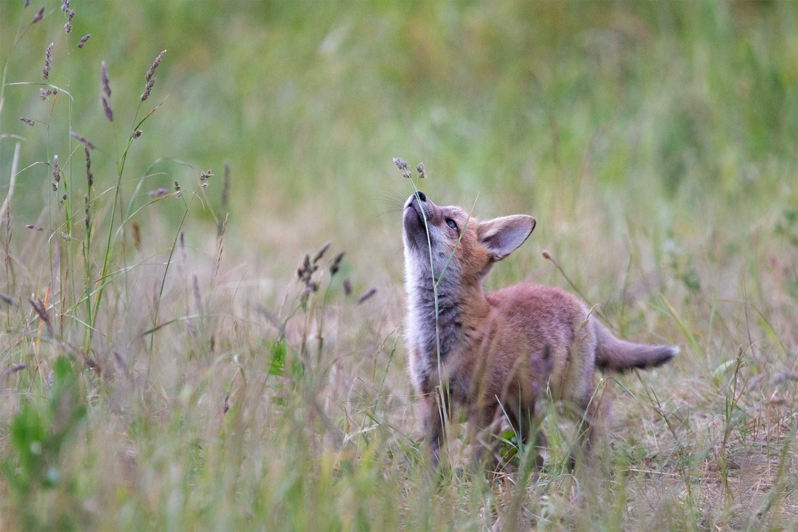denat lahi wildlife photography