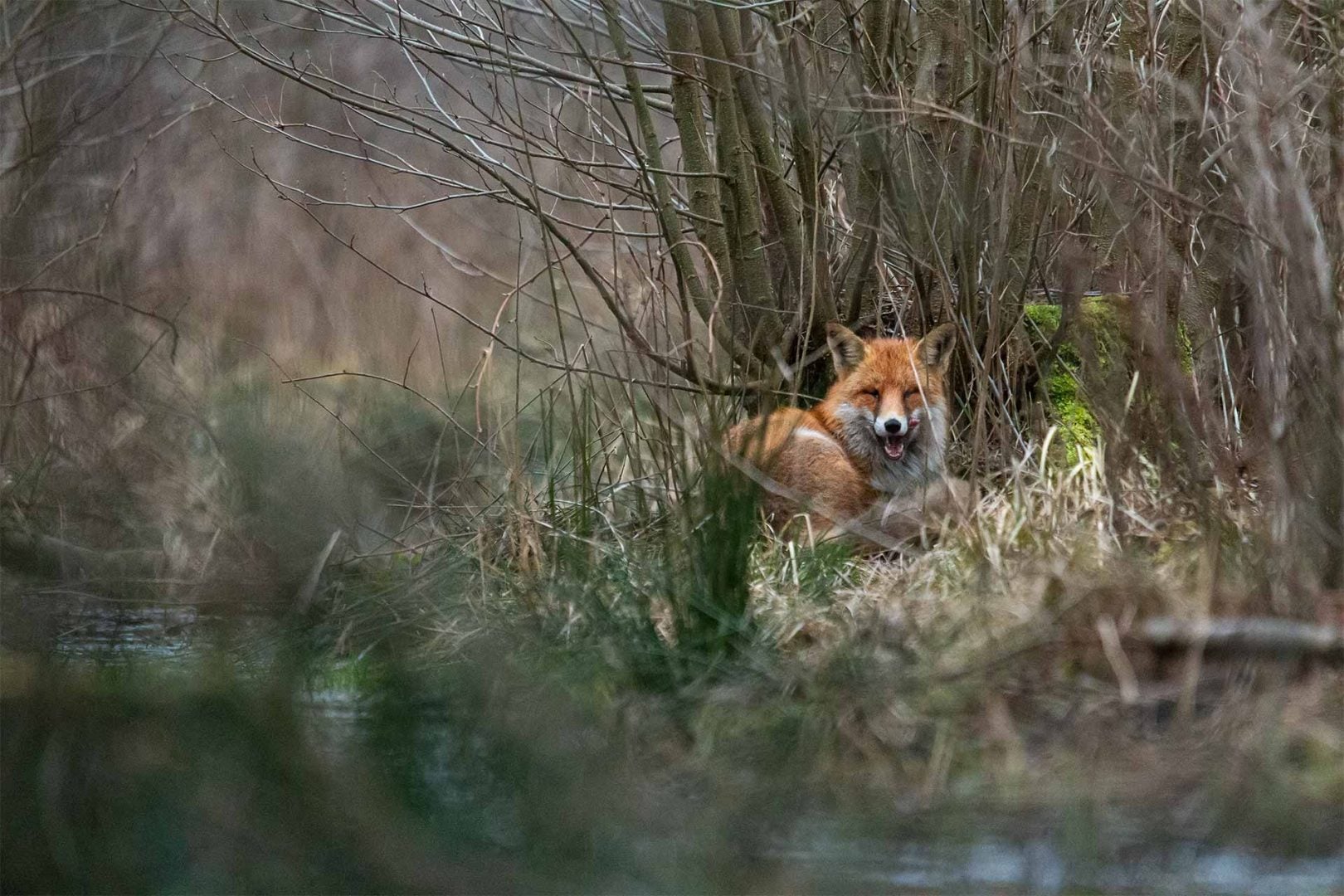 denat lahi wildlife photography