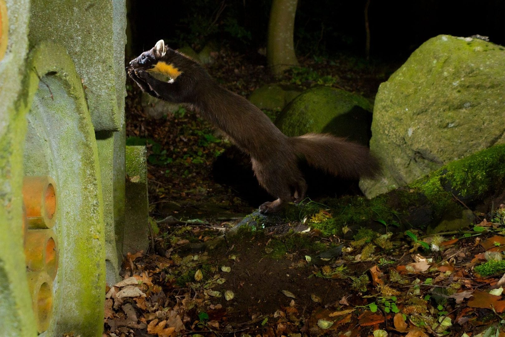 denat lahi wildlife photography