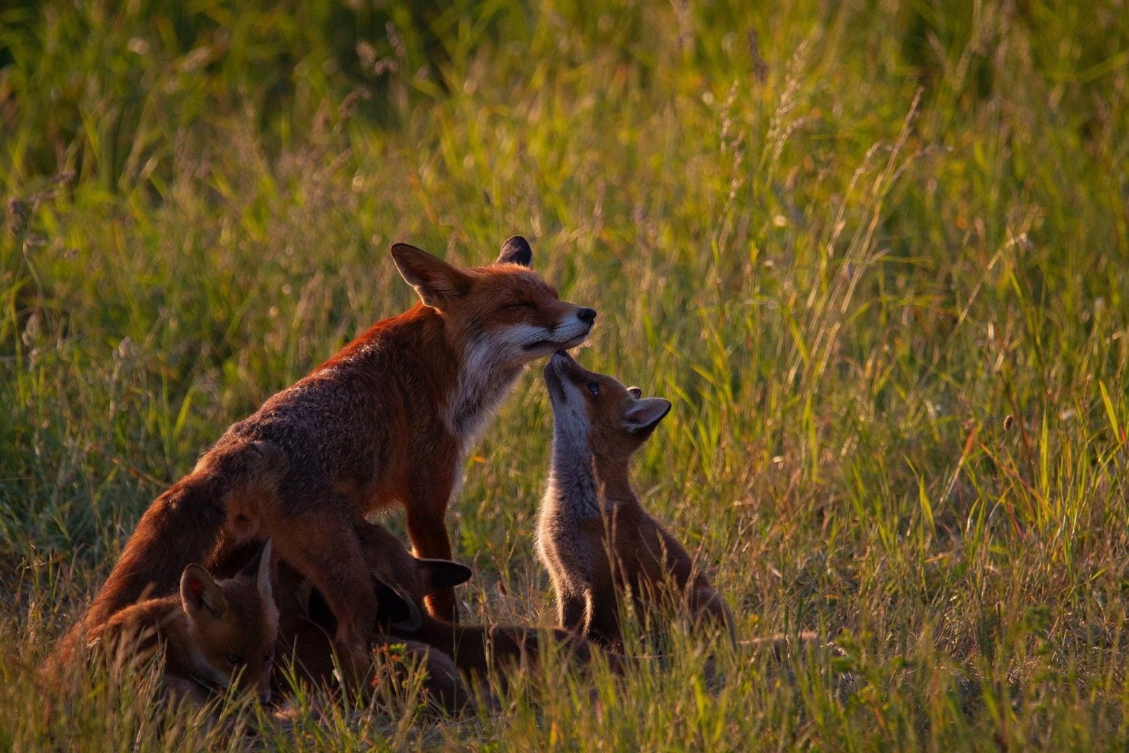 denat lahi wildlife