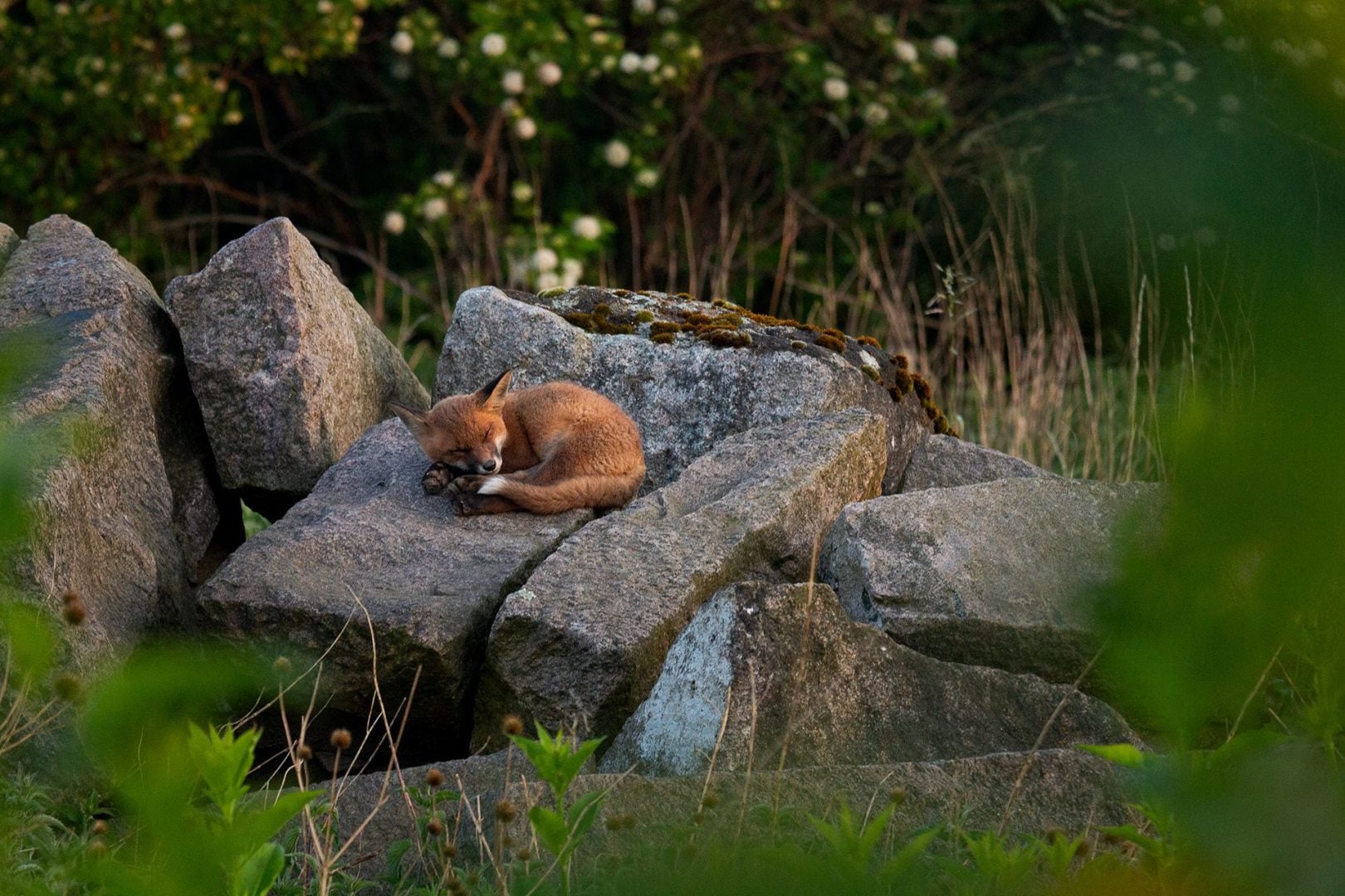 denat lahi wildlife photography