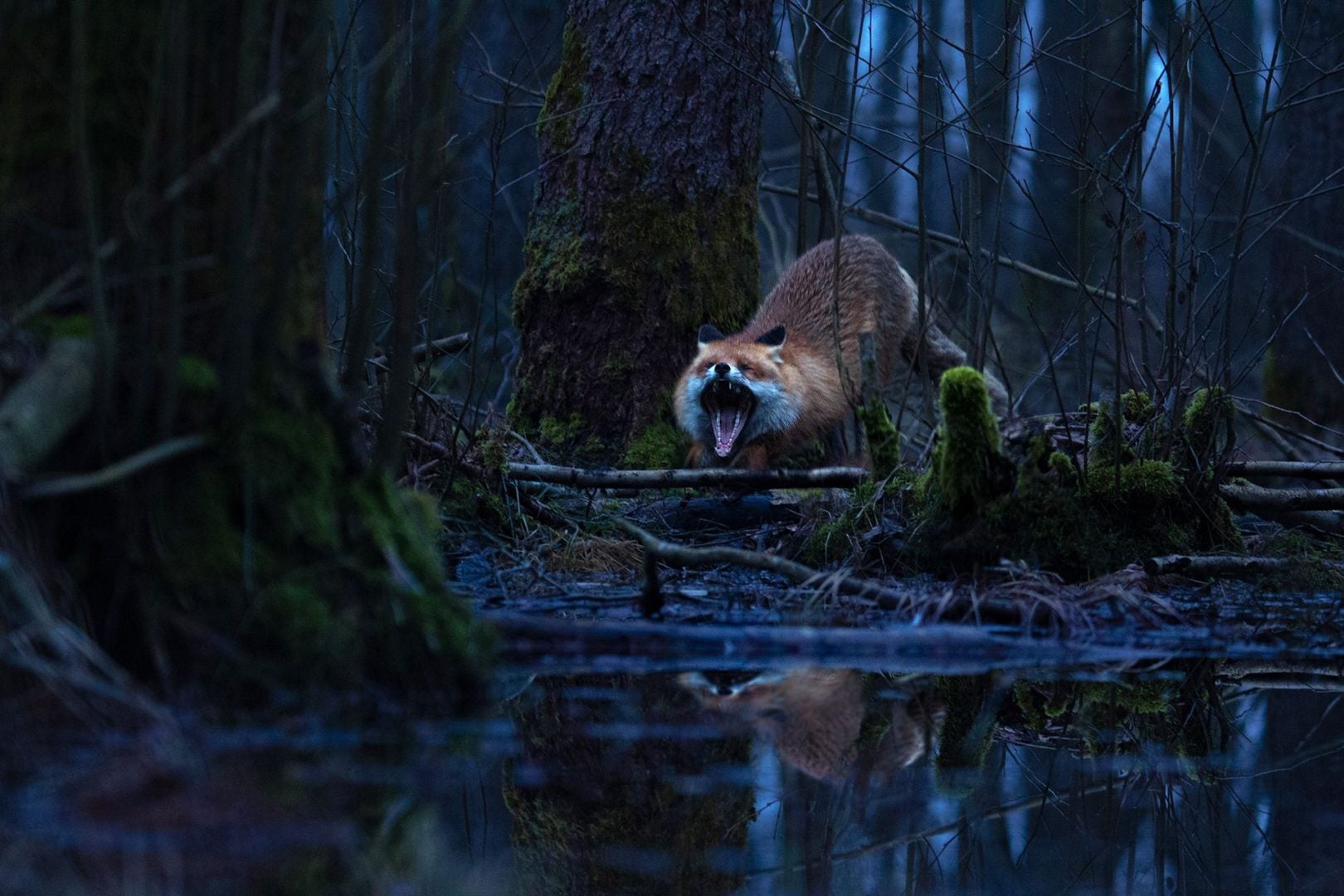 denat lahi wildlife photography