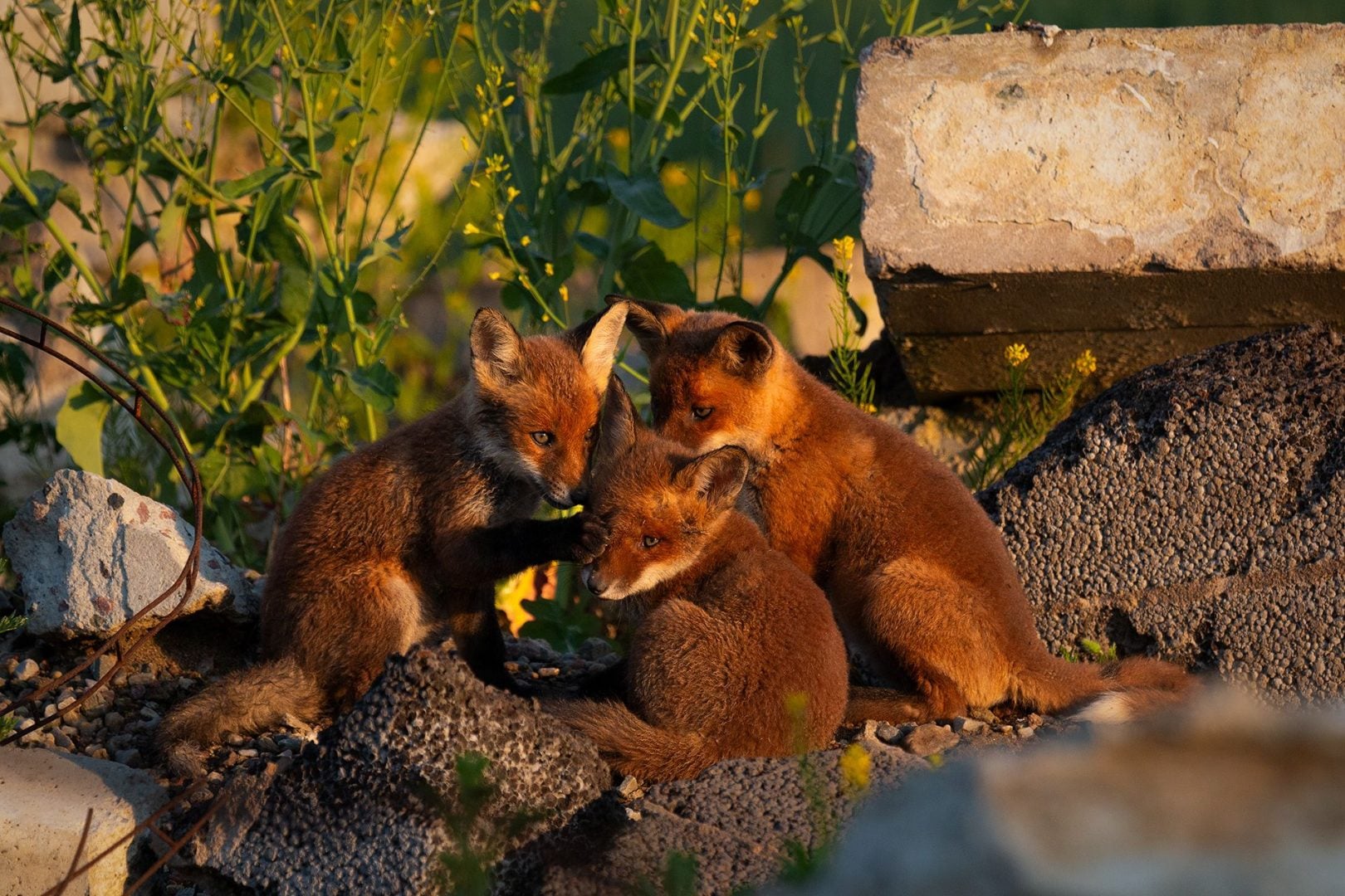 denat lahi wildlife photography