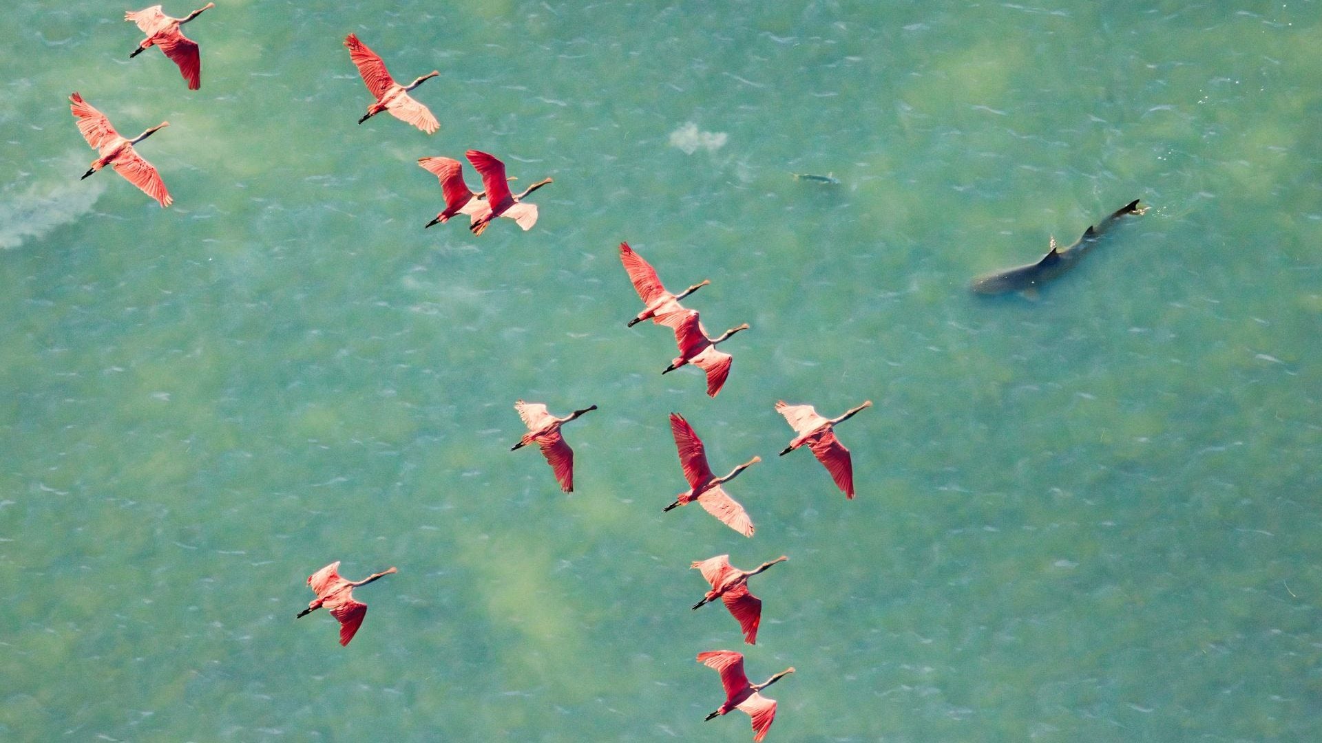 mangrove photography awards 2025 winner