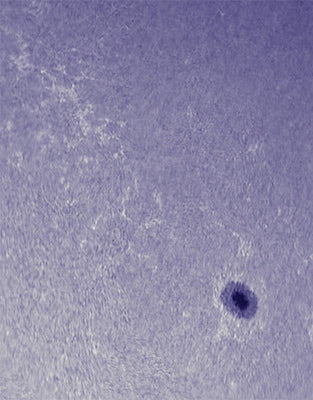 The sun through Daystar Calcium Quark