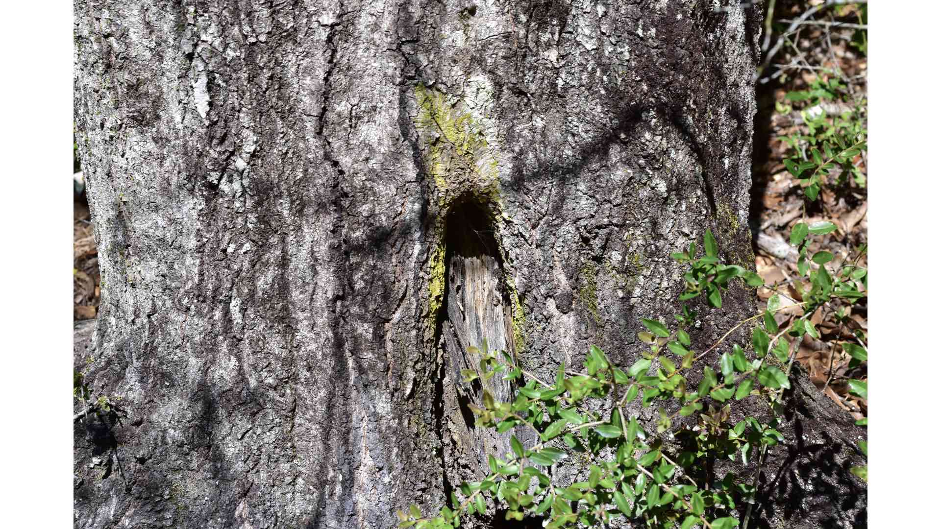 Tree trunk