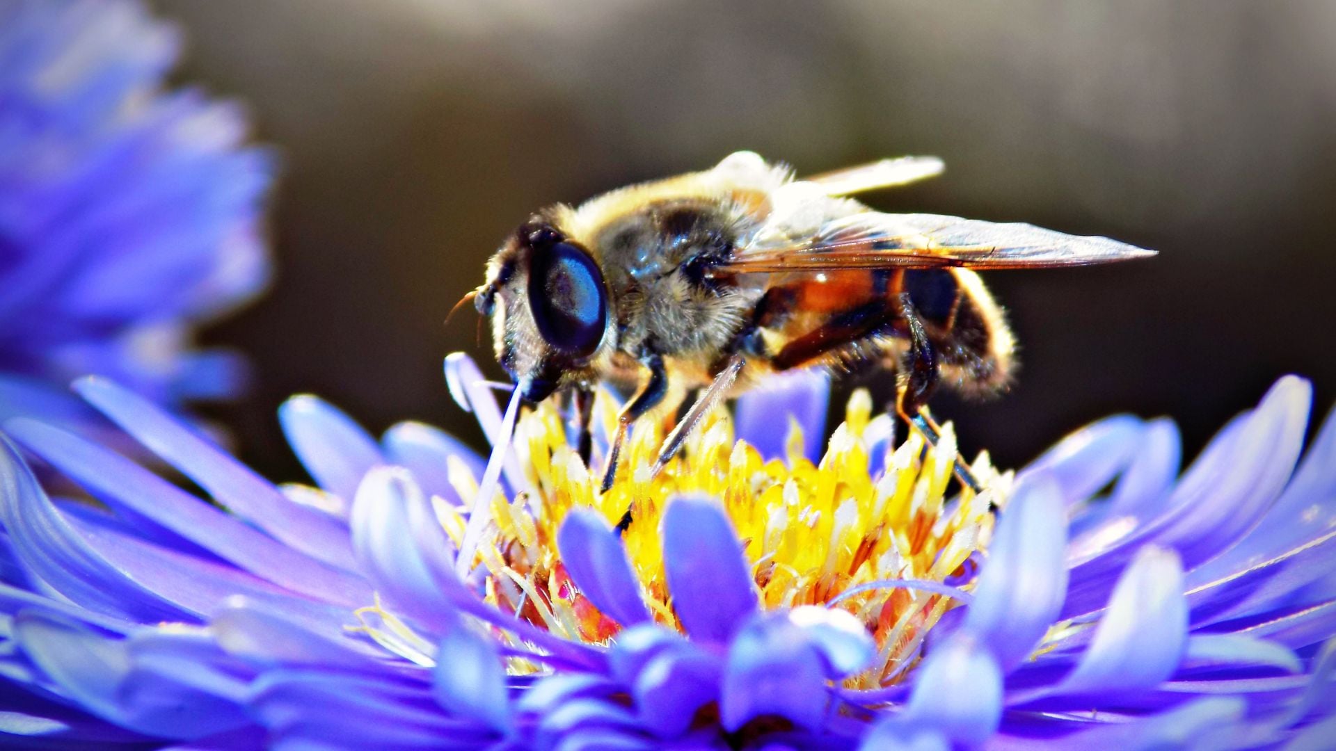 A close-up image of a bee collecting nectar from a vibrant purple flower.
