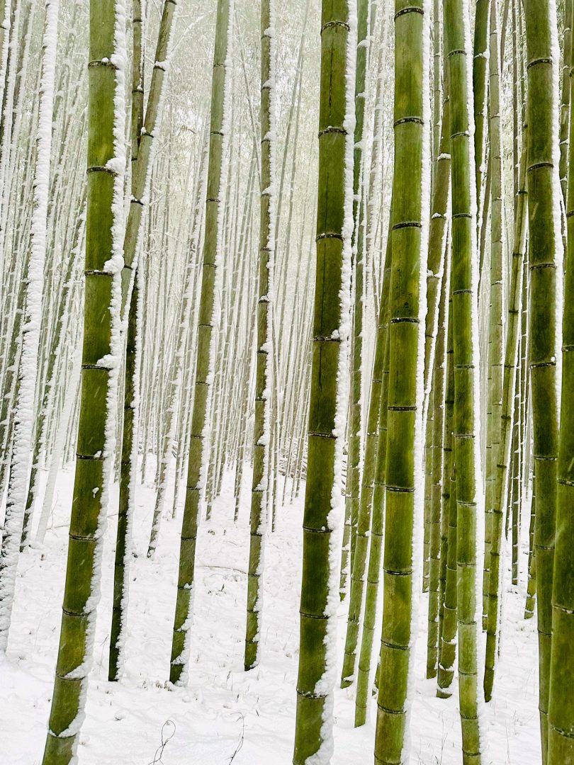 From Moonlit Streets to Central Park Arches: These are the Winning Images of the 2025 iPhone Photography Awards