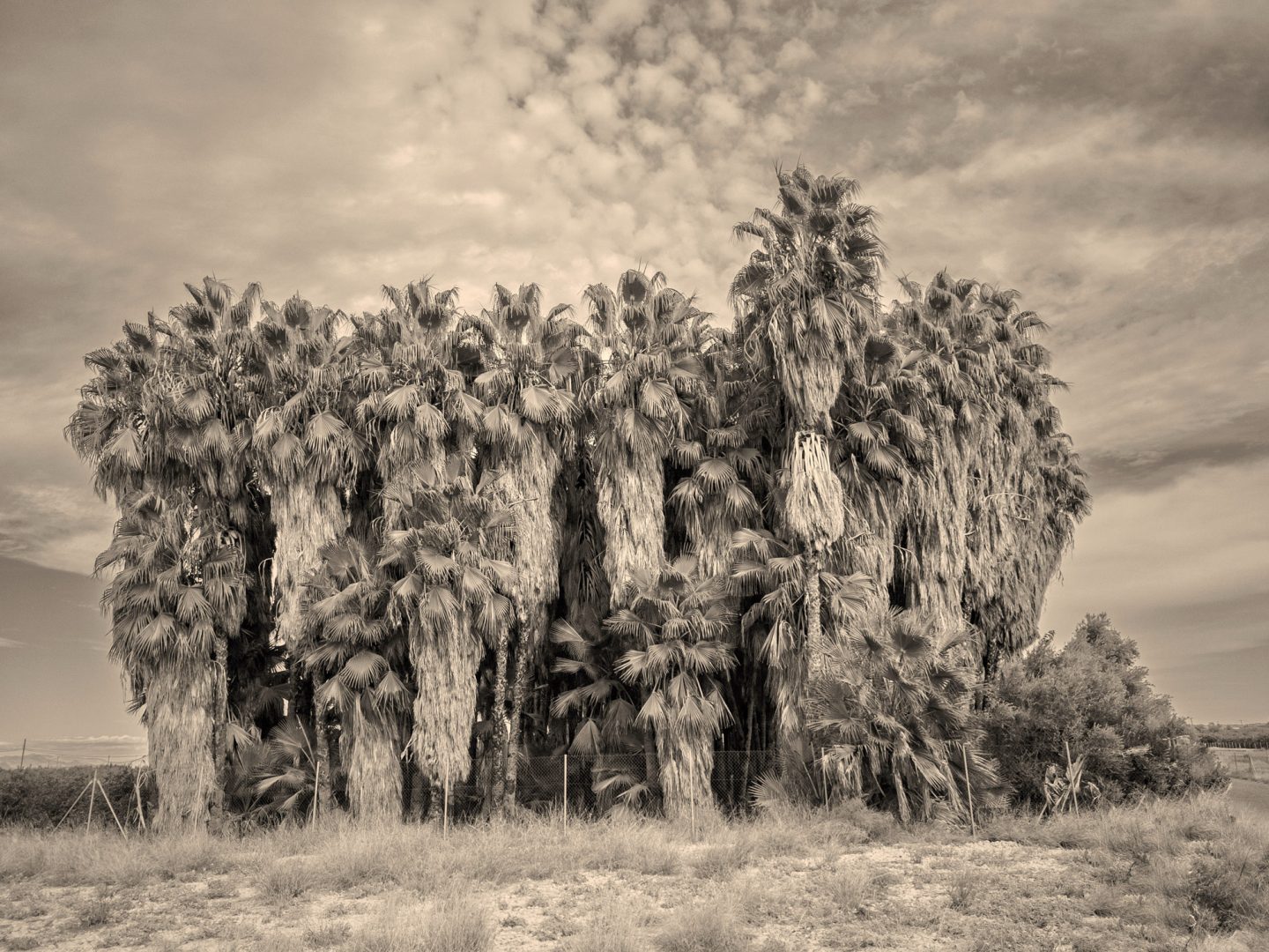 From Moonlit Streets to Central Park Arches: These are the Winning Images of the 2025 iPhone Photography Awards