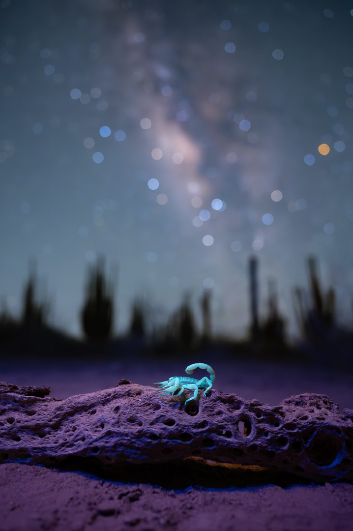 Enjoy The World's Darkest Skies With These Spectacular Winning Shots from Capture The Dark 2025