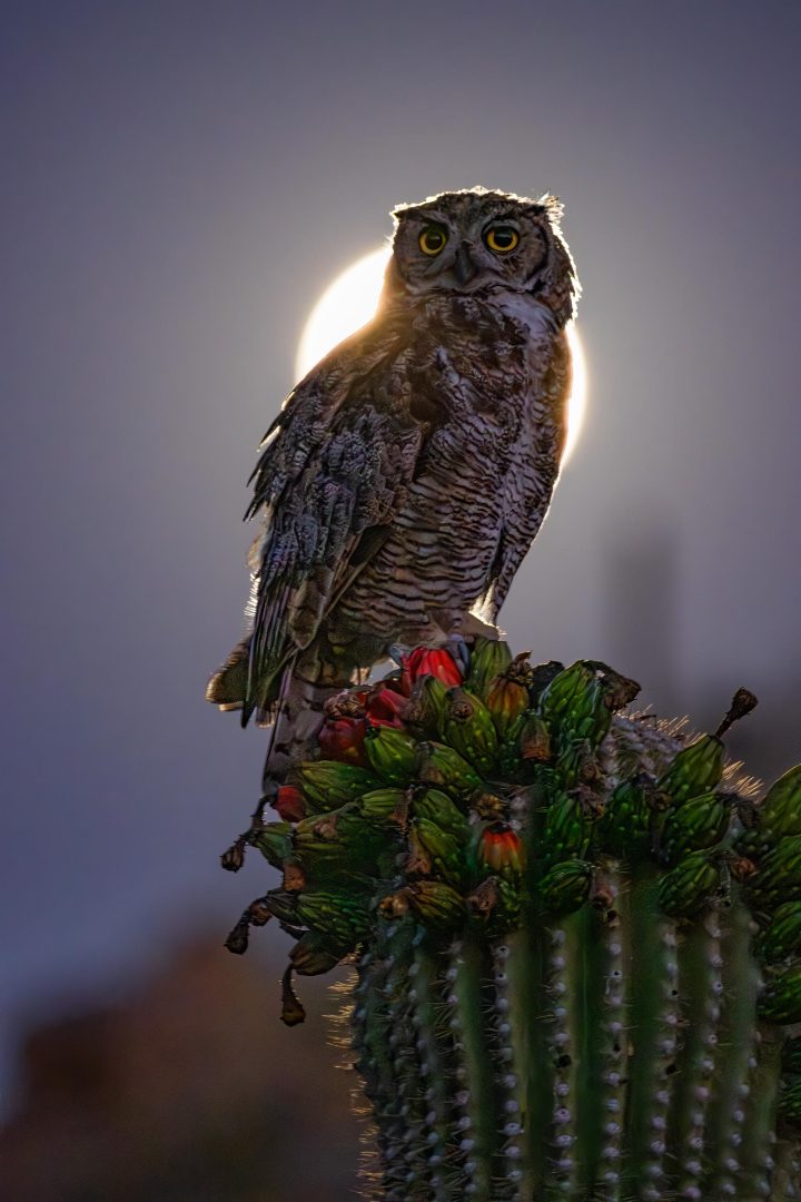 Enjoy The World's Darkest Skies With These Spectacular Winning Shots from Capture The Dark 2025