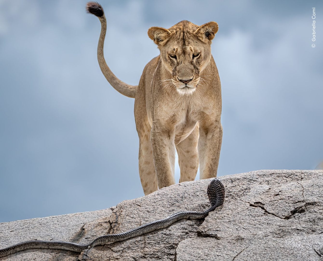 Wildlife photographer of the year 2025 highly commended