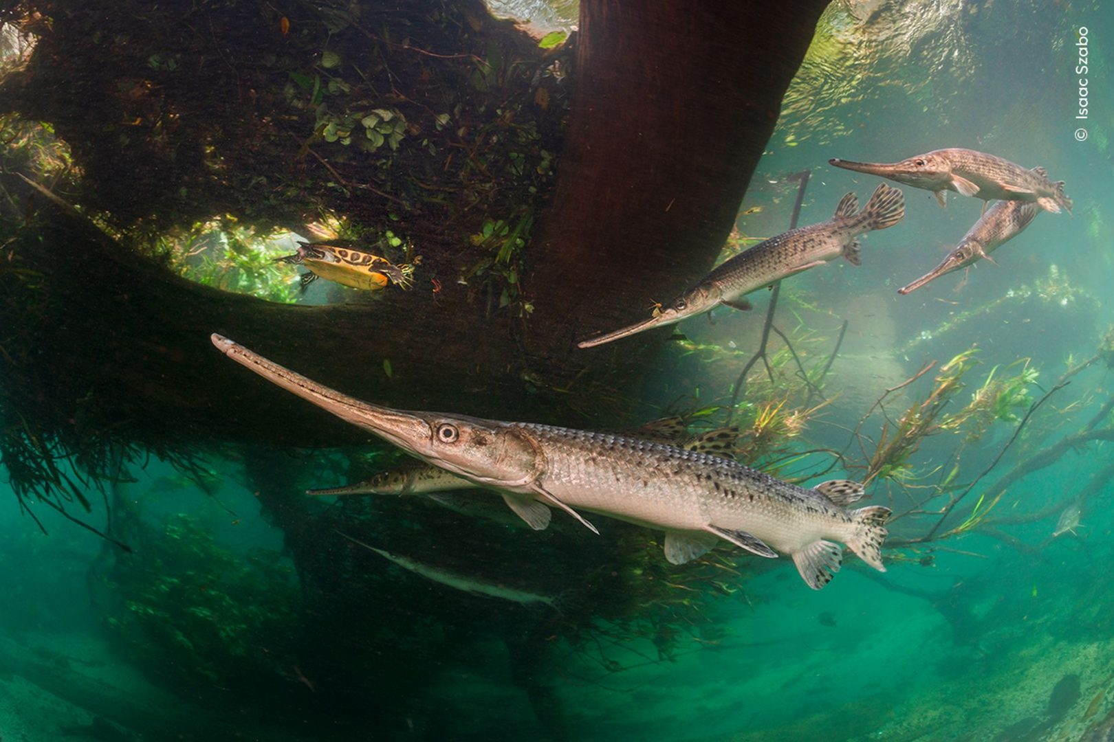 Wildlife photographer of the year 2025 highly commended