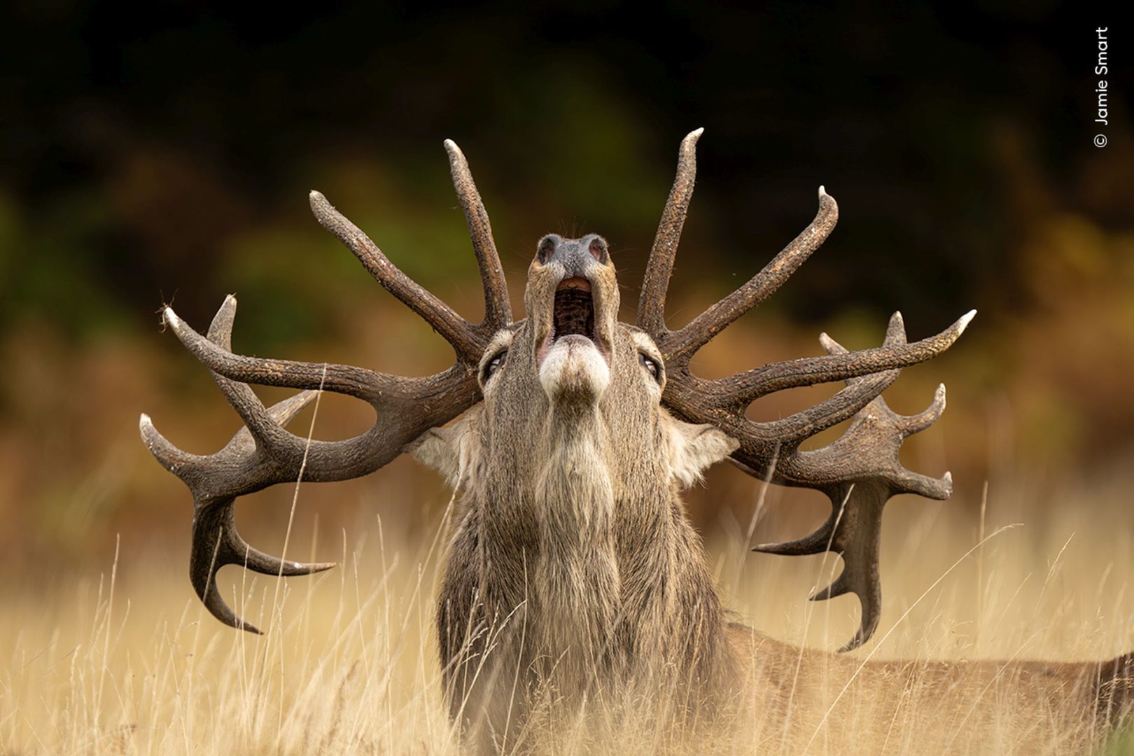 Wildlife photographer of the year 2025 highly commended