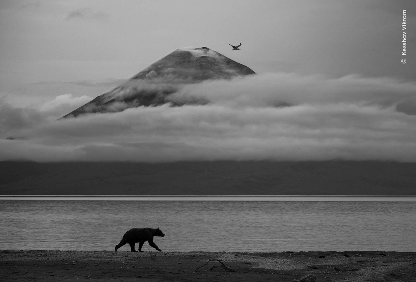 Wildlife photographer of the year 2025 highly commended