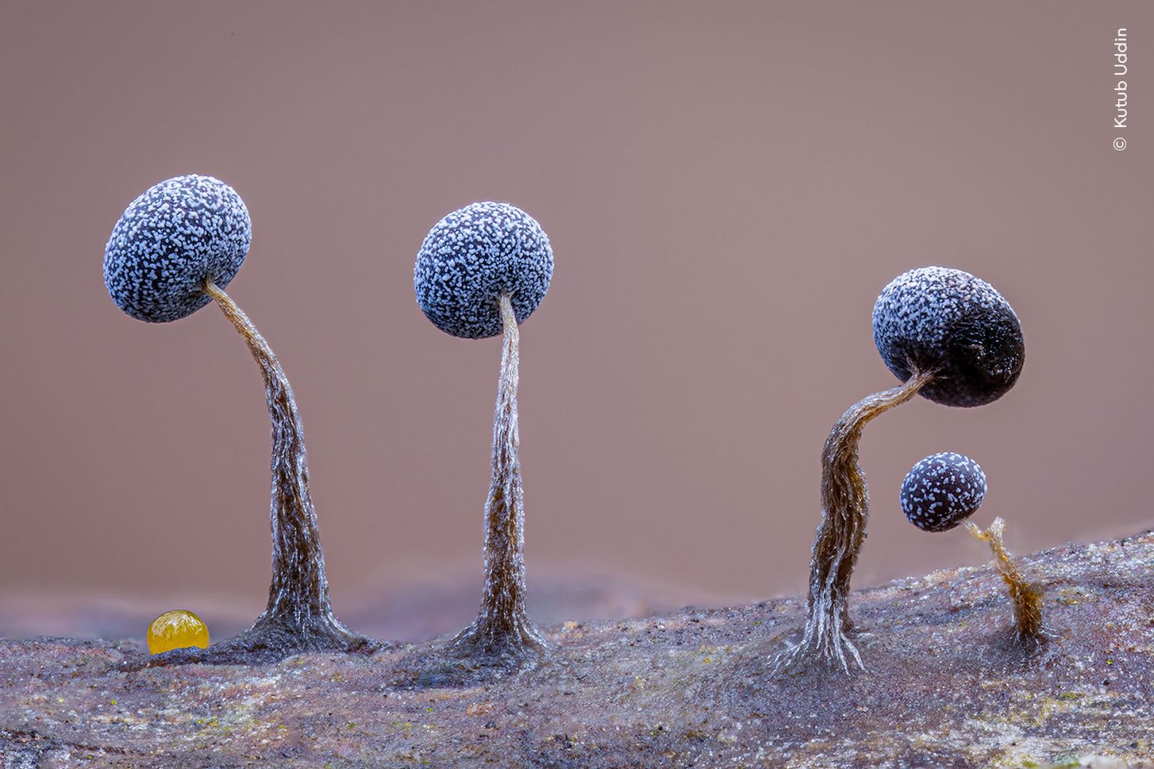 Wildlife photographer of the year 2025 highly commended