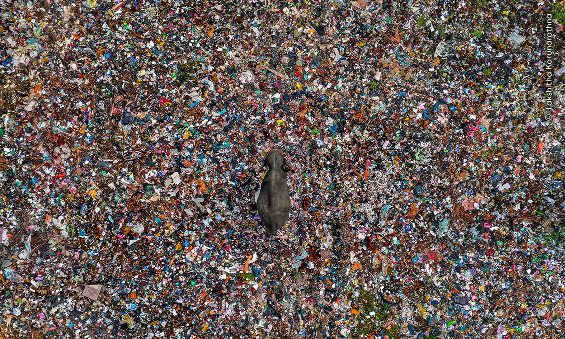 Wildlife photographer of the year 2025 highly commended