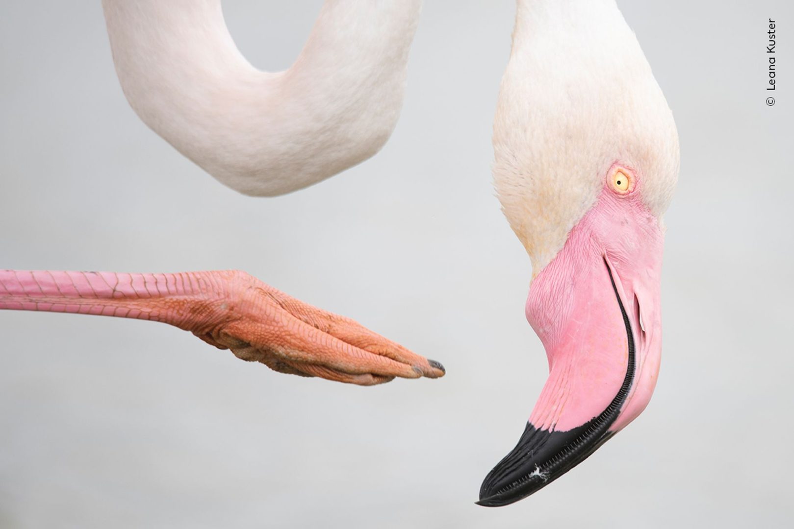 Wildlife photographer of the year 2025 highly commended