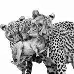 Wildlife photographer of the year 2025 highly commended