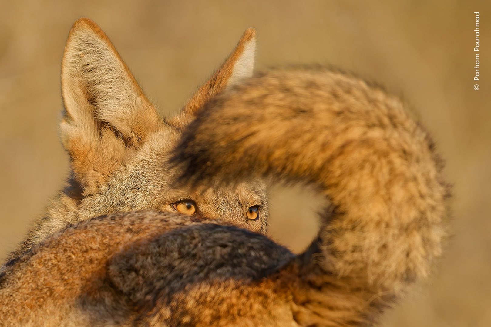 Wildlife photographer of the year 2025 highly commended